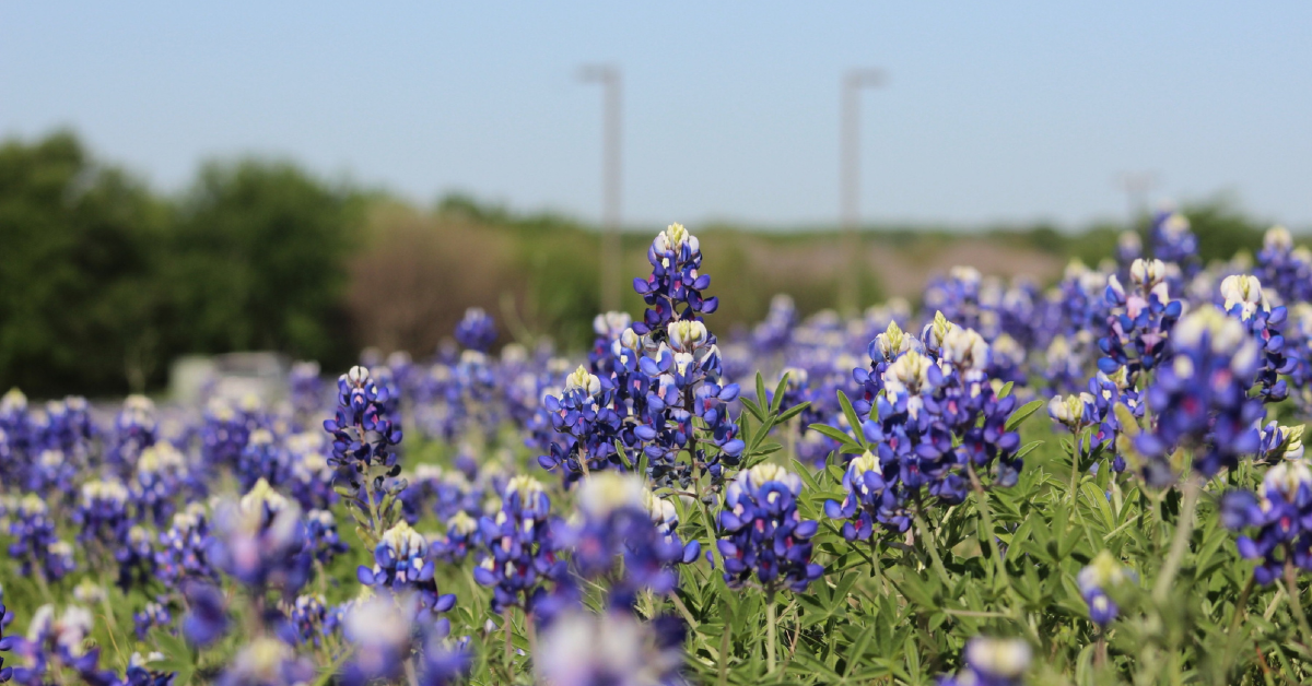 Bluebonnet Festival in Ennis Texas
